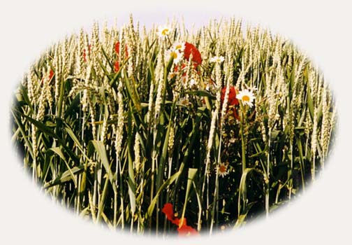 Bl� de printemps par� de ses bijoux...