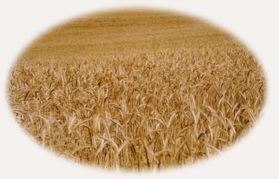 Bl� d'or caress� par le vent...