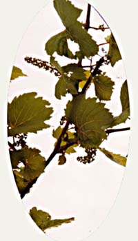 Le raisin se forme...