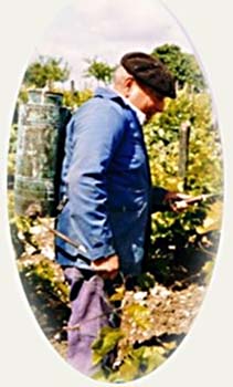 Il faut traiter la vigne contre le mildiou...