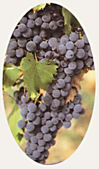 Une belle grappe m�re...