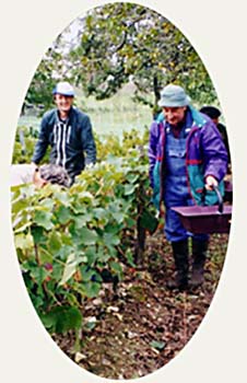 Attention ! Les vendangeurs arrivent...