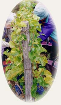 Et les voil� d�j� � l'oeuvre...